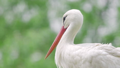 Head-Extreme-Close-up-Of-Western-White-Stork-Bird