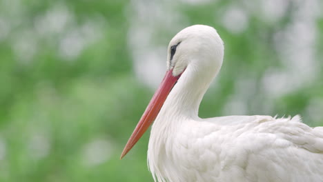 primer plano extremo de la cabeza del pájaro cigüeña blanca occidental