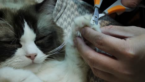 Health-and-beauty--trimming-ragdoll-cat-nails-cutting