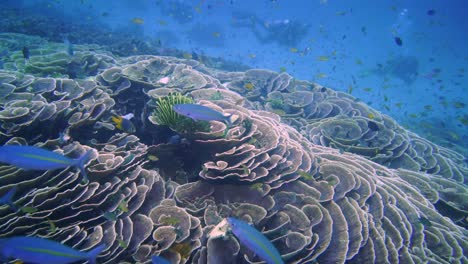 underwater footage of fish and divers by a coral reef