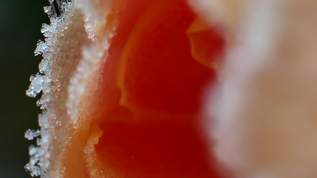 아침 겨울 태양에 의해 백라이트가 보이는 얼음 결정과 함께 밤 서리에 의해 얼어붙은 복숭아색 장미의 매크로