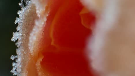 macro de una rosa de color melocotón congelada por la escarcha nocturna con cristales de hielo visibles retroiluminados por el sol de invierno de la mañana