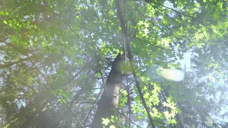 tall maple tree with branchy crown view from below. sunny day in forest