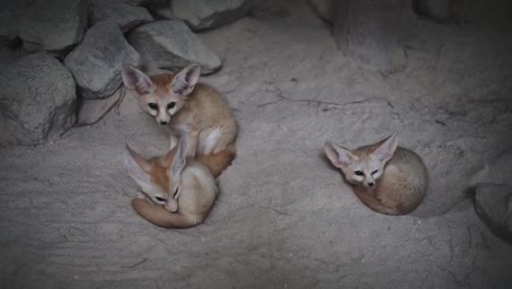 three cute fennec fox resting in a desert cave