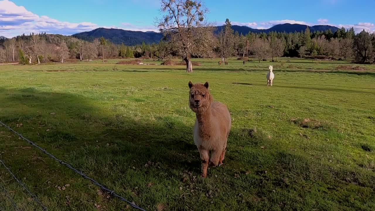 알파카가 농장의 울타리에 접근하고 있습니다.