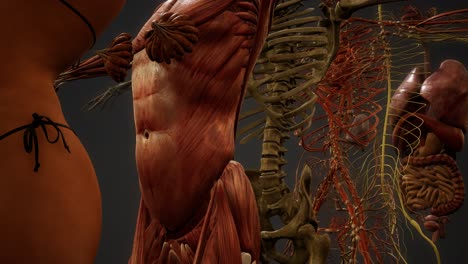 ilustración animada de la anatomía humana en 3d