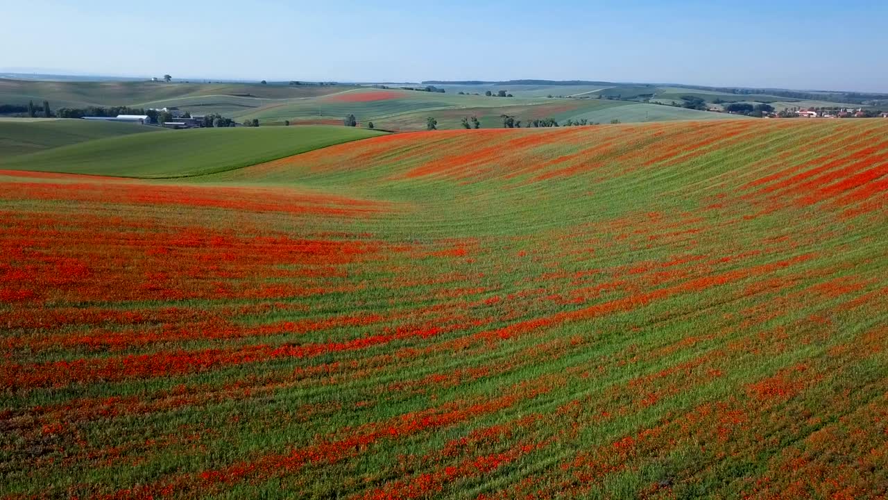 봄에 체코 공화국의 남 모라비아 언덕에서 꽃이 피는 은 포피 꽃의 공중 파노라마