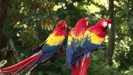 scarlet macaw three together perched on a branch, costa rica