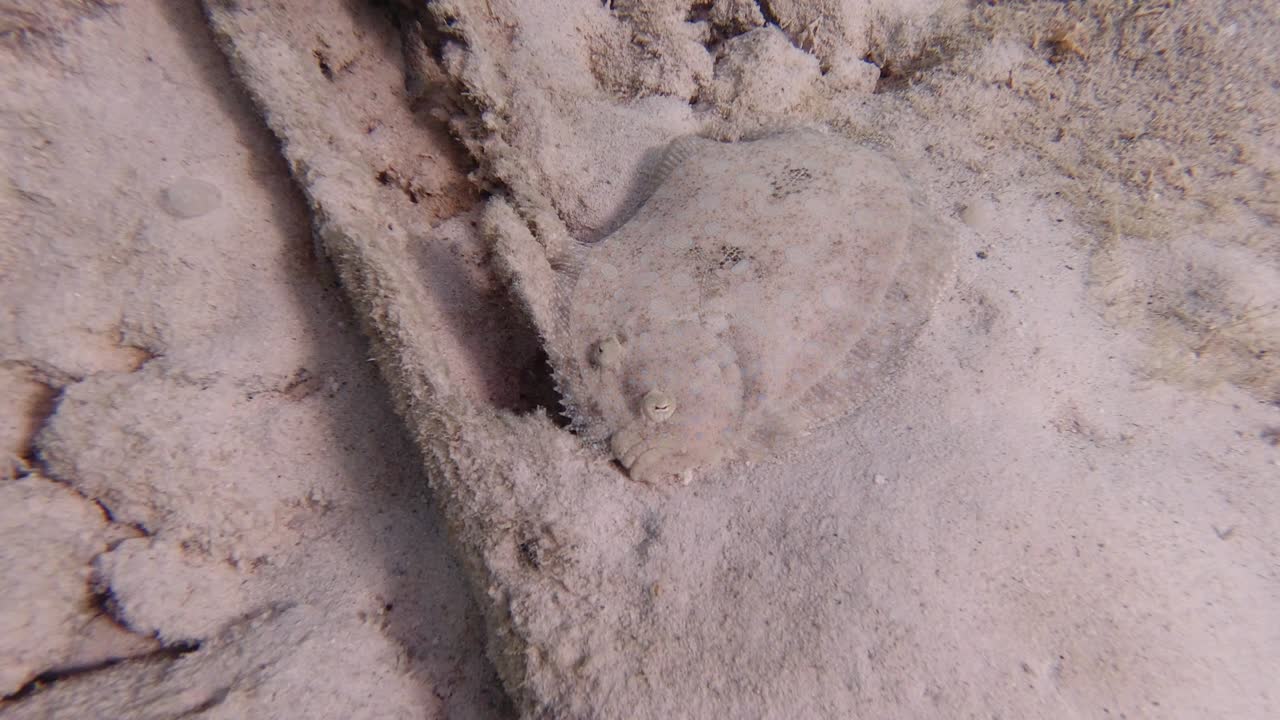 ts peacock flounder nadando sobre el fondo arenoso del mar en el mar del caribe en un verano soleado.
