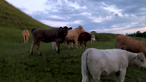 toma amplia, cámara en mano, de un grupo de vacas que se acercan indiscretamente unas a otras y se cornean entre sí en una tarde de finales de verano en loderup skane, en el sur de suecia.