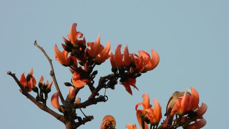 butea monosperma flor árbol y colibrí
