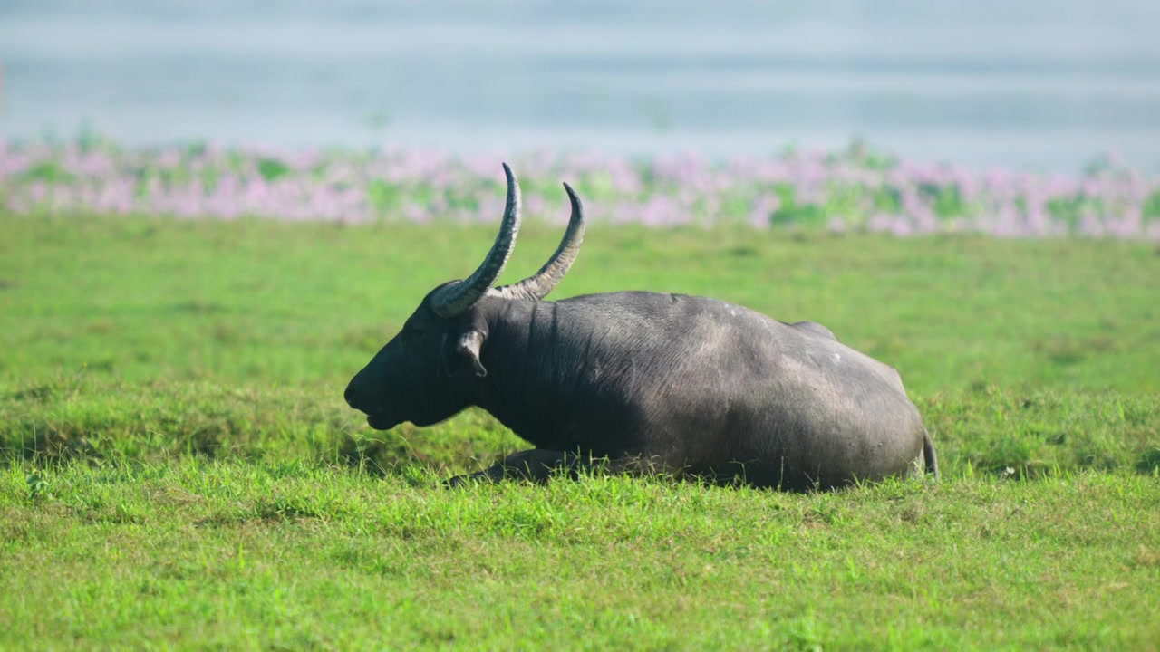 Un'autentica ripresa cinematografica di un bufalo d'acqua selvatico con grandi corna che riposa in un campo verde lussureggiante. Adatto per documentari sulla sostenibilità e sulla fauna selvatica.