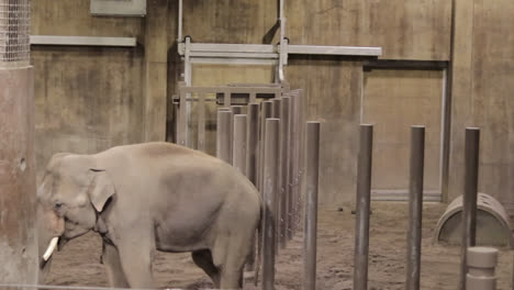 Elephant-walking-at-zoo