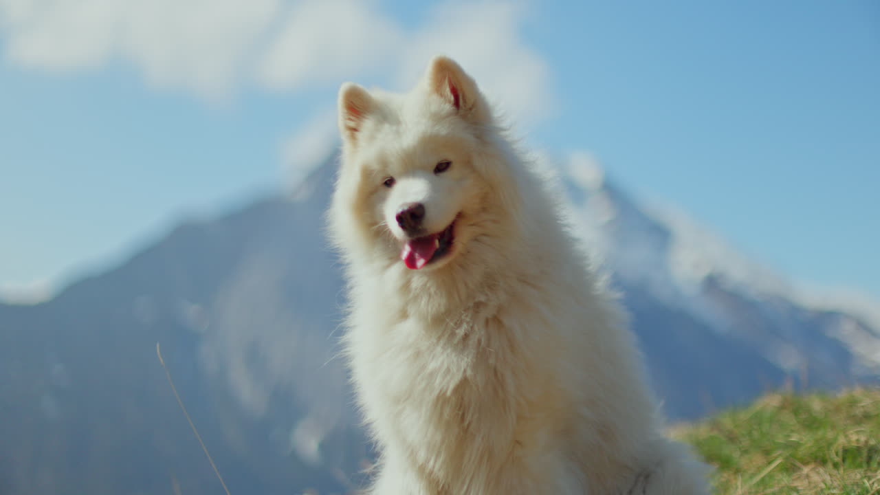 Samoyed and Shetland Sheepdog playing joyfully on a mountain field, surrounded by stunning alpine views and clear skies.