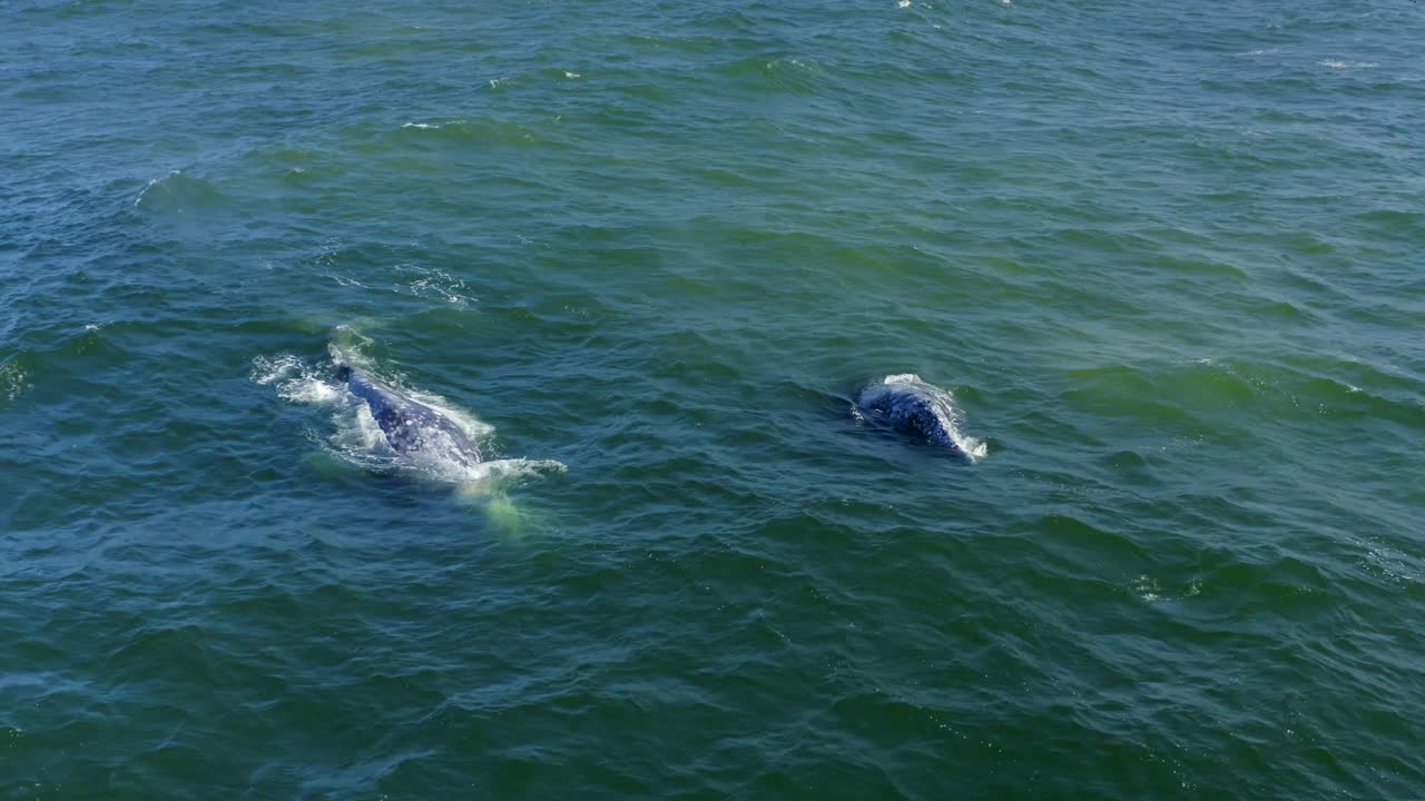 미국 캘리포니아주 말리부 연안의 포인트 덤에 의한 혹등고래의 공중 4k 영상