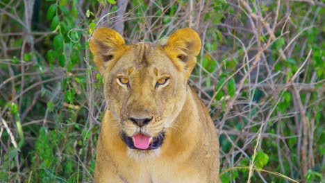 collar on wild lioness to keep safe from poachers, panting in the shade keeping cool