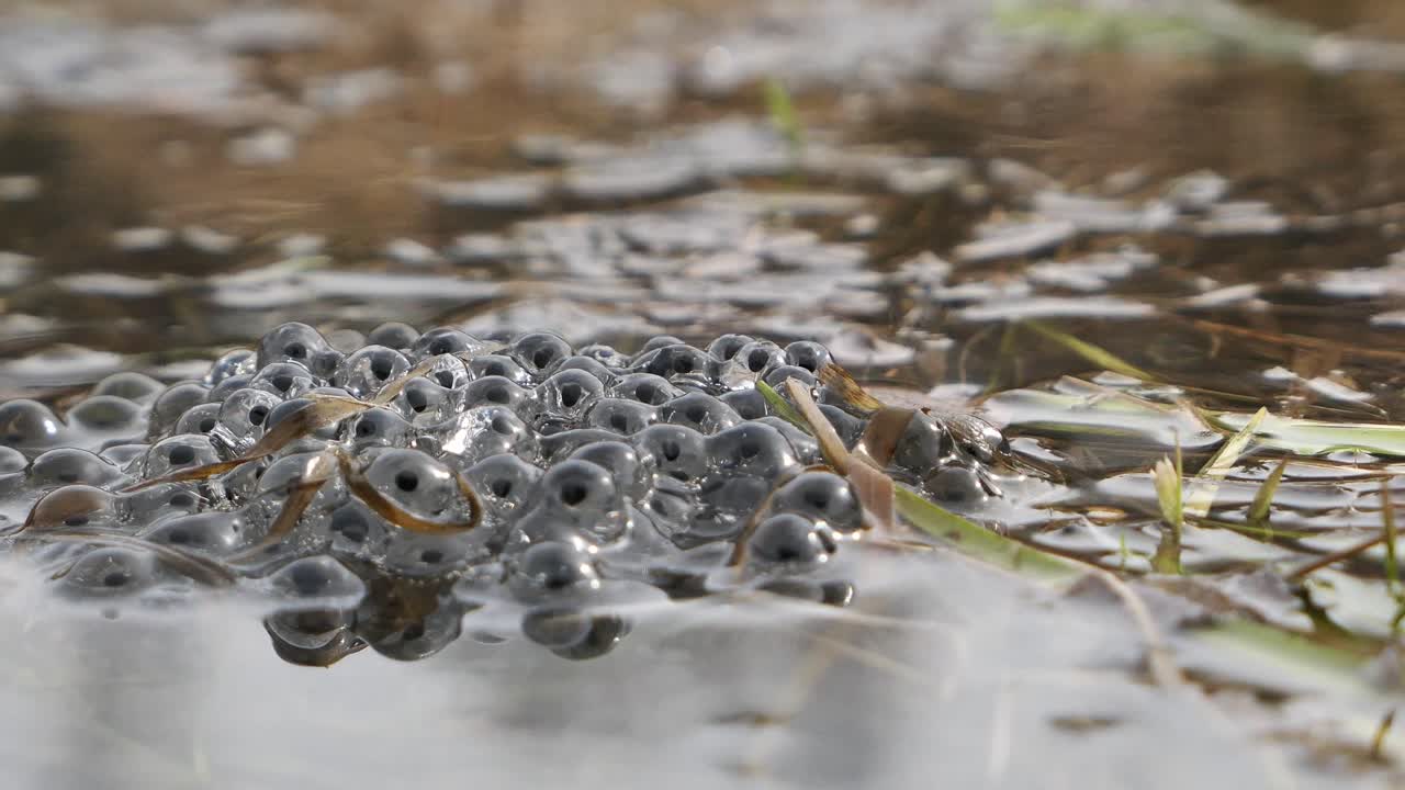 Desova de rã comum em água de lagoa na primavera, ovos de rã, close-up.