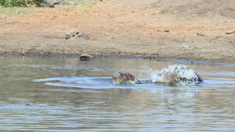 Hippopotamus-mating-in-water,-heavily-splashing,-young-calf-closeby