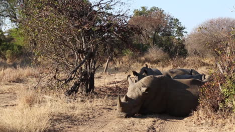 Wide-shot-of-a-group-of-white-rhinos-sleeping-together-in-the-wild