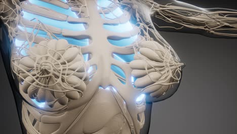 examen radiológico de los pulmones humanos