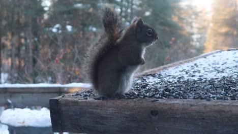 squirrel eating seeds on a bird feeder in winter