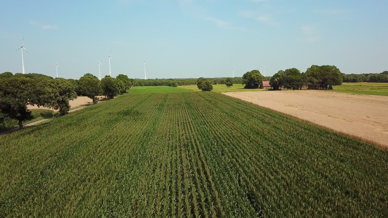 Corn and wheat field with turbines and trees in background 4K drone