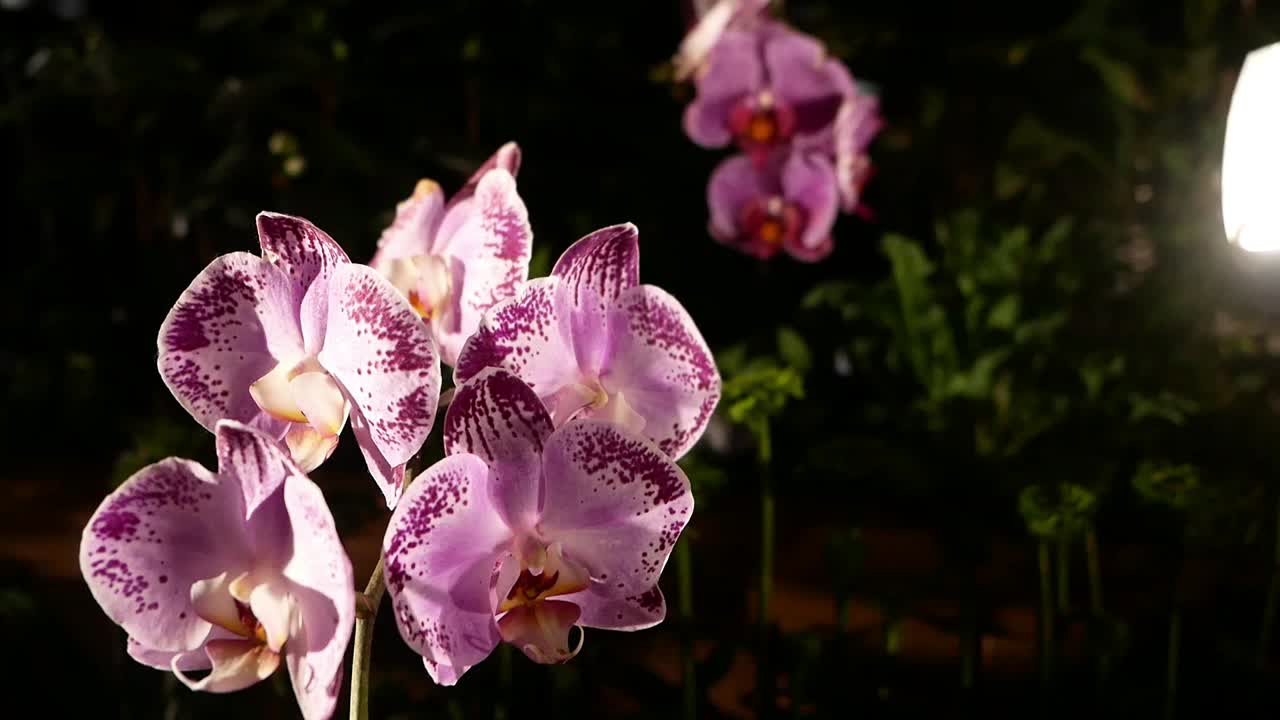 Close up of violet flower with pull focus