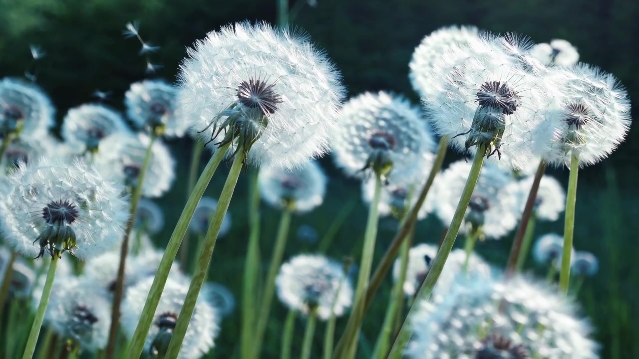 White Dandelion Seeds Blowing in the Wind in Slow Motion