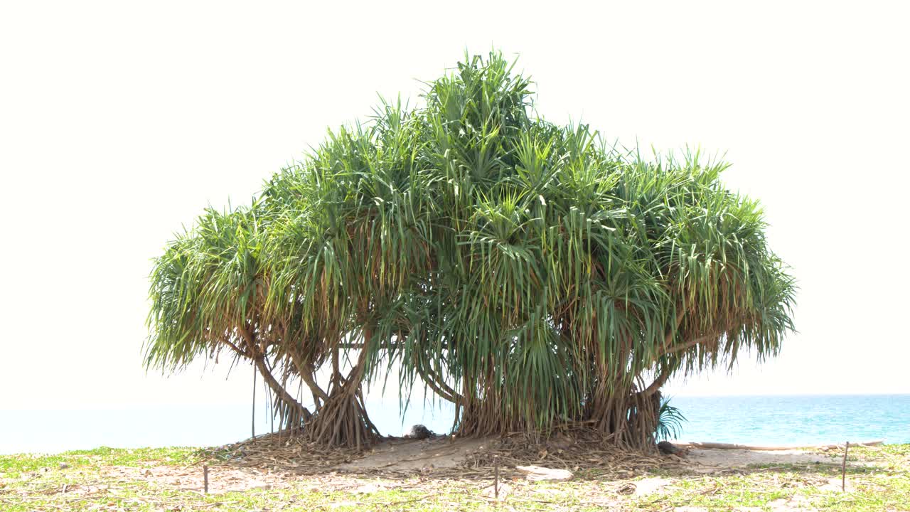 Inquadratura ampia statica di un rigoglioso albero di pandano su uno sfondo costiero luminoso.