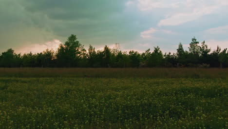 Niedriger-Luftdrohnenflug-über-Blumenwiese-Zeitlupe-60fps-Vor-Regen-Mit-Wolken-Im-Hintergrund