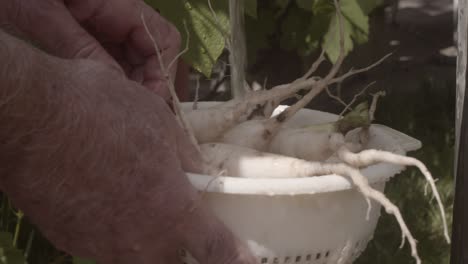 hands washing organic turnip in garden fountain on a sunny day, slow motion, detail