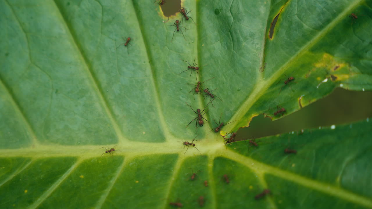 hormigas en una hoja