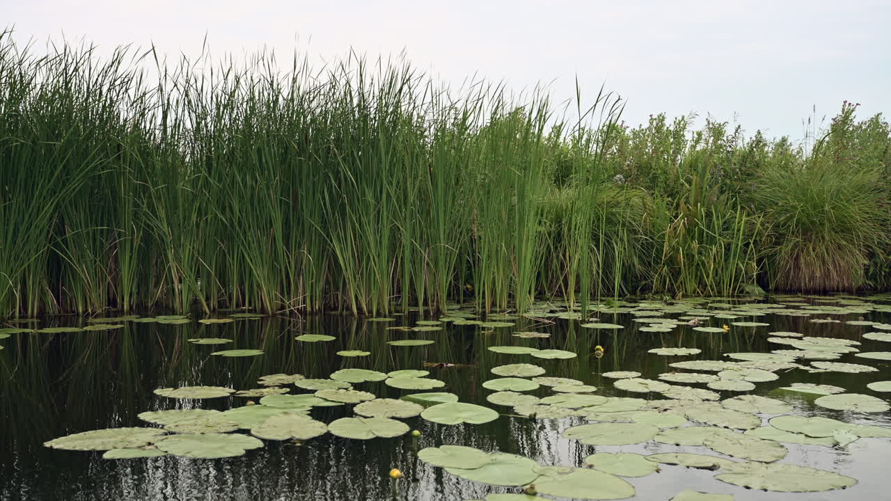 POV af en rolig bådtur gennem rørskov og åkander, Holland.
