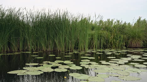 POV-of-a-calm-boatride-through-reeds-and-waterlillies,-the-Netherlands