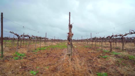 Walking-past-an-empty-vineyard-after-harvest,-in-South-of-France-on-a-cloudy-day,-end-of-wine-harvest-season