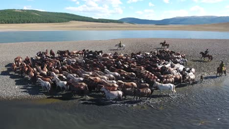 Aerial-drone-shot-close-up-herd-of-horse-along-a-lake-in-Mongolia.-End-Zoom-out