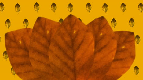 animación de hojas de otoño naranjas sobre fondo naranja