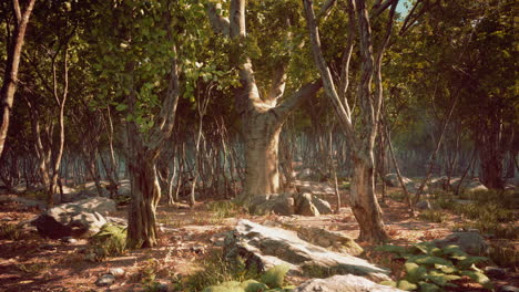 Wildnislandschaftswald-Mit-Bäumen-Und-Moos-Auf-Felsen