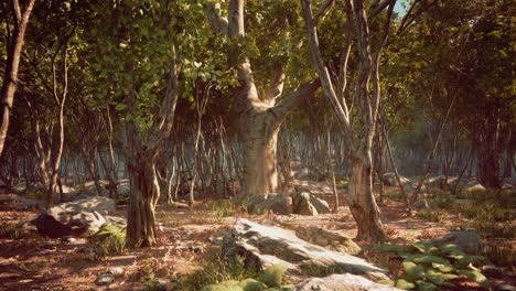 paisaje silvestre bosque con árboles y musgo en las rocas