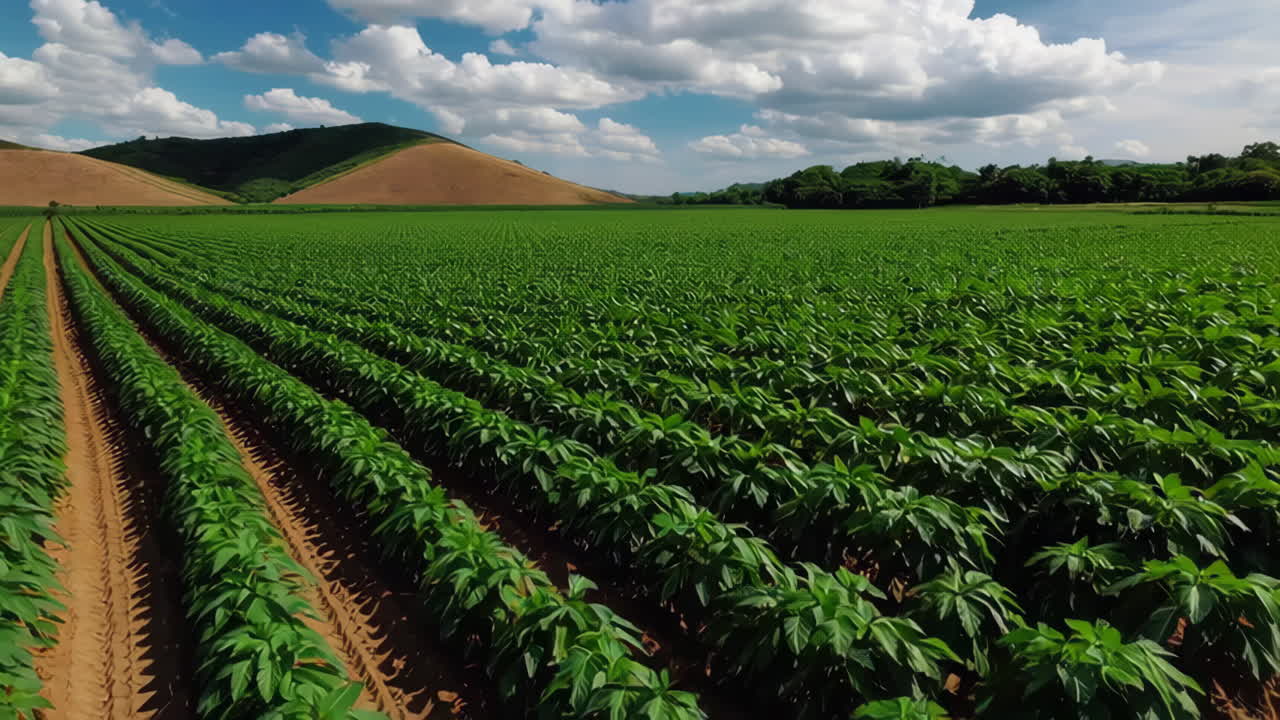 Agricultural Field with Rows of Plants
