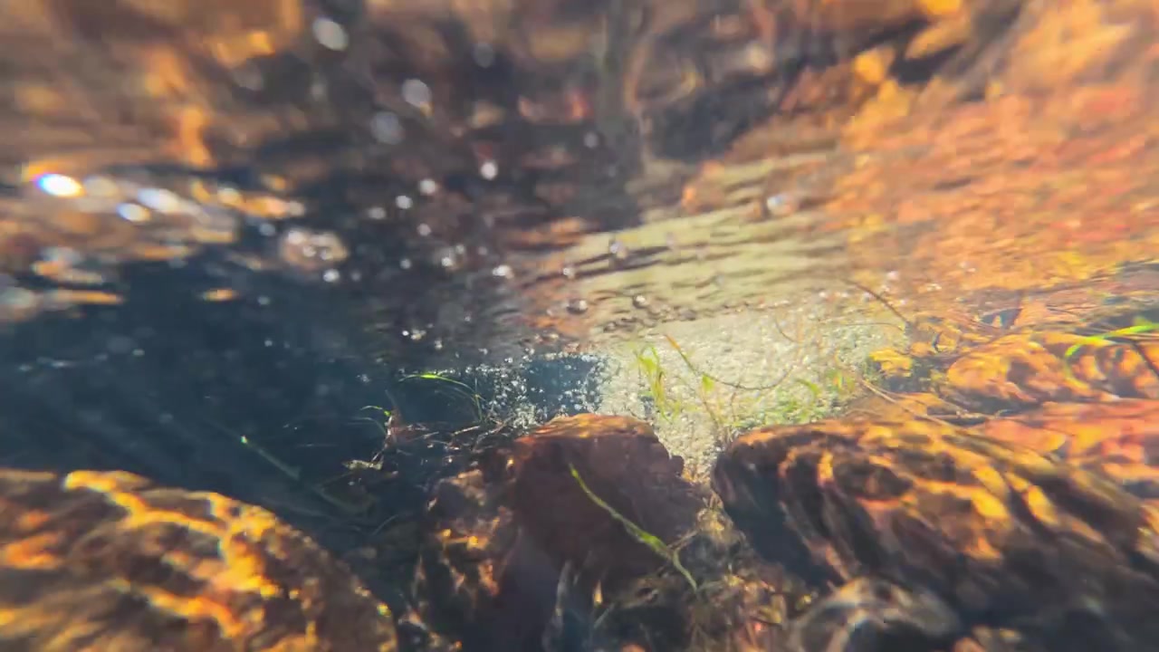 Clear fresh water flows over submerged river rocks in a sunlit shallow creek.