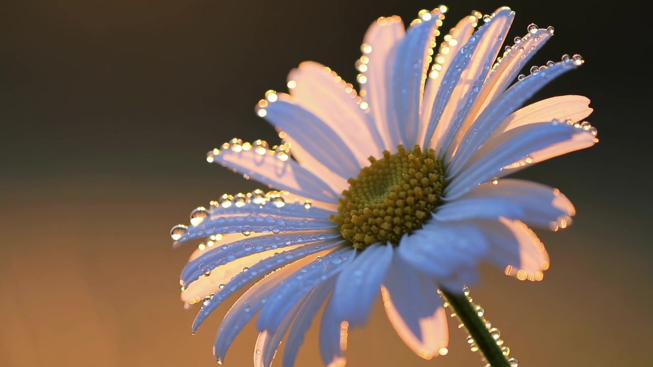 Primo piano di un fiore di margherita bianca con gocce di rugiada mattutina