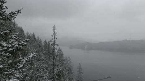 white snowflakes whirling down between the tall thin pine trees at the indian arm near vancouver on a snowy day