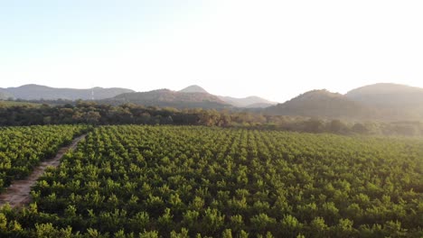 a drone shot of a of a vineyard