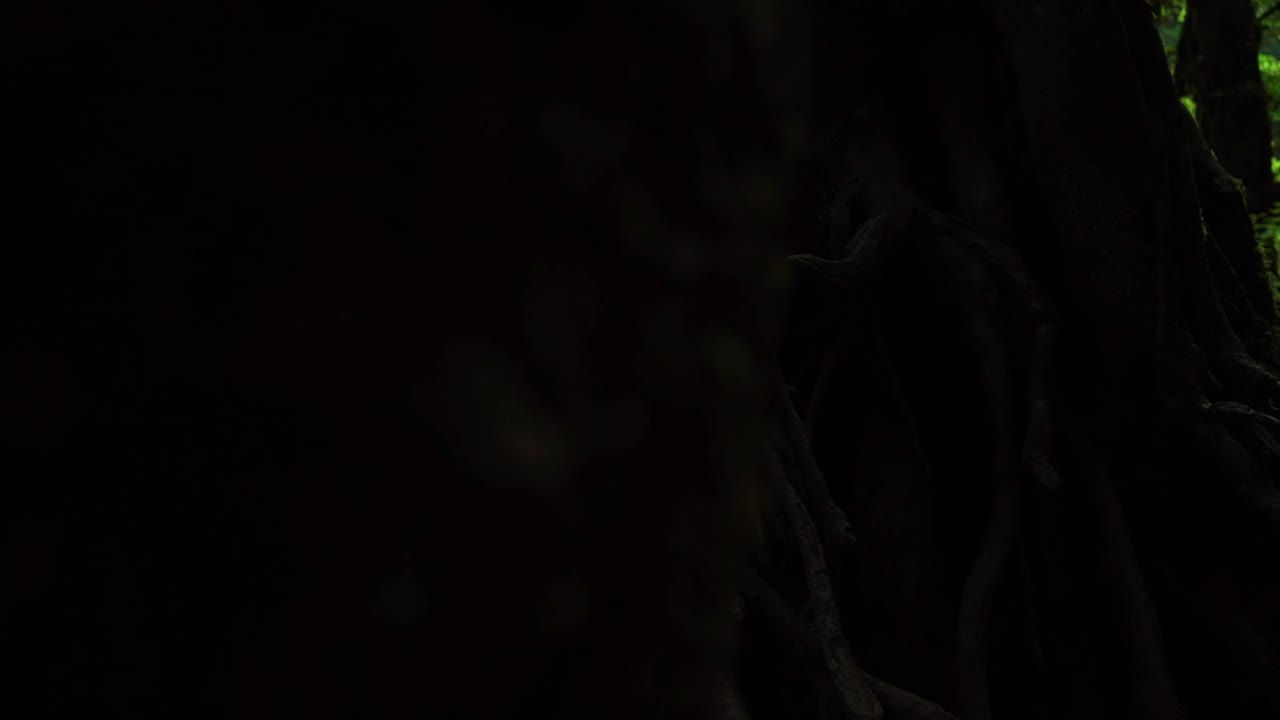 fpv revela de izquierda a derecha el suelo y las ramas cubiertas de musgo de la selva tropical, cámara lenta