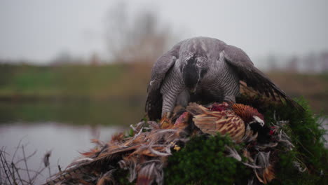 raptor eating a pheasant