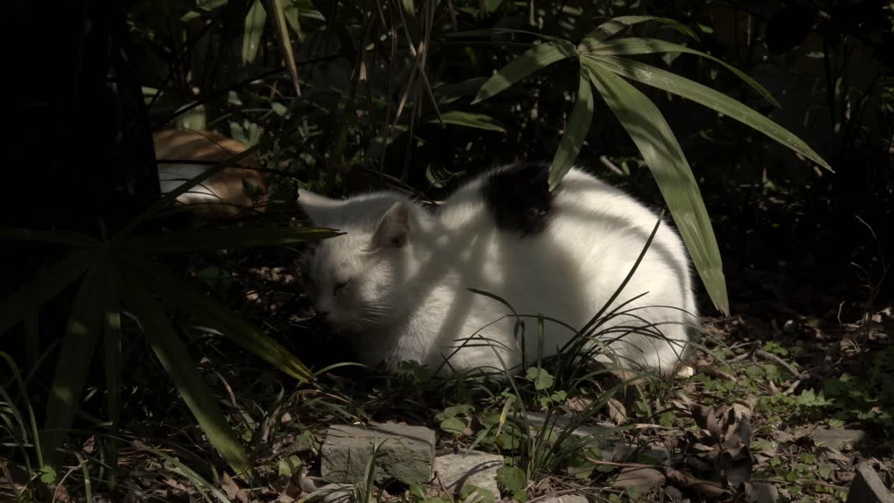 Gatto bianco che riposa all'ombra con un compagno arancione 2.