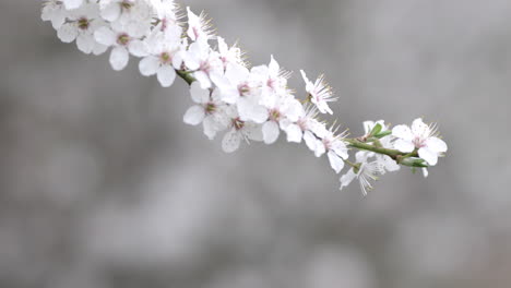 Ciruela-Que-Florece-En-Un-Día-Ventoso-Soleado-De-Primavera