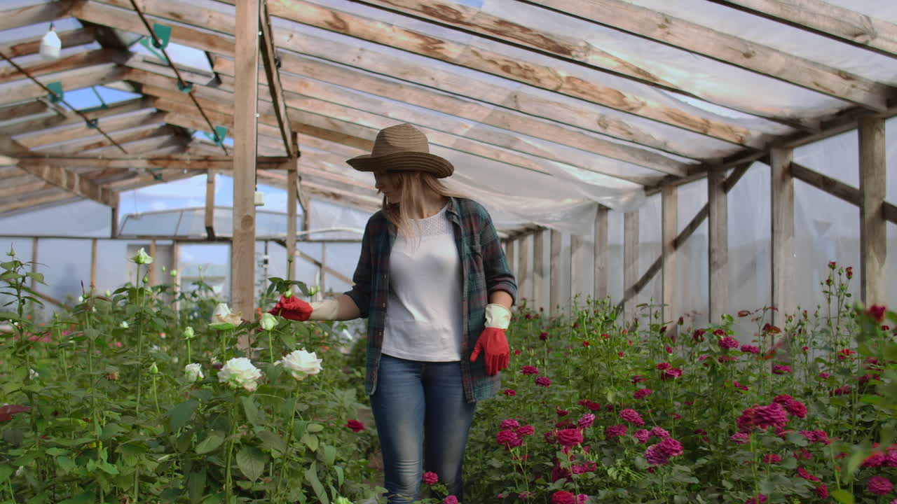 Una giovane fiorista cammina in una serra curando le rose, esaminando e toccando i boccioli dei fiori con le mani
