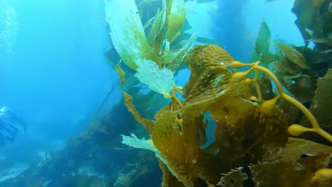 a captivating and enigmatic kelp forest holds the secrets of marine life